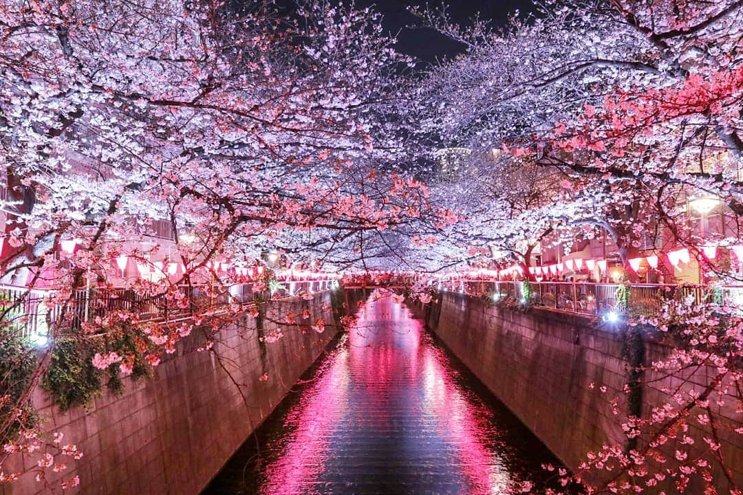 吉松育美さんのインスタグラム写真 - (吉松育美Instagram)「I'm glad I could catch the cherry blossom season in Japan...🙏🌸🙏🌸🙏✨ . Look at this😍 Isn't that #gorgeous ?!?!🌸🌸🌸 . 今回日本の桜シーズンに日本に帰ってこれて幸せだったー😍✨ . 夜桜がいいのよねーまた💗💗💗 いっぱい載せてない写真があるなー…💦載せます小出しに(笑) . . . .  #桜 #日本 #美しい景色 #写真好き #目黒川 #日本の桜 #japanesecherryblossom #canon #my_eosm100 #photoofjapan #photography #cherryblossom #Japan #Tokyo  #amazing_shots #bestlocations #bestlocationever #epicpictures #photographyislifestyle #justshootit #kyotogram #tokyogram #Kyoto_Japan #japanphotos #japanphotograph #tokyosnap」5月24日 23時51分 - ikumiyoshimatsu