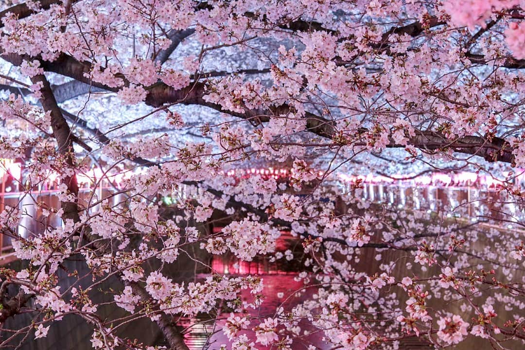 吉松育美さんのインスタグラム写真 - (吉松育美Instagram)「I'm glad I could catch the cherry blossom season in Japan...🙏🌸🙏🌸🙏✨ . Look at this😍 Isn't that #gorgeous ?!?!🌸🌸🌸 . 今回日本の桜シーズンに日本に帰ってこれて幸せだったー😍✨ . 夜桜がいいのよねーまた💗💗💗 いっぱい載せてない写真があるなー…💦載せます小出しに(笑) . . . .  #桜 #日本 #美しい景色 #写真好き #目黒川 #日本の桜 #japanesecherryblossom #canon #my_eosm100 #photoofjapan #photography #cherryblossom #Japan #Tokyo  #amazing_shots #bestlocations #bestlocationever #epicpictures #photographyislifestyle #justshootit #kyotogram #tokyogram #Kyoto_Japan #japanphotos #japanphotograph #tokyosnap」5月24日 23時51分 - ikumiyoshimatsu
