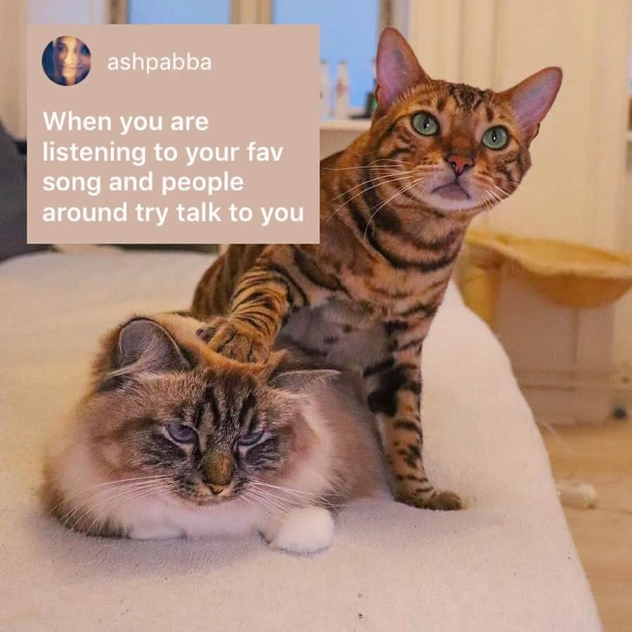 9GAGさんのインスタグラム写真 - (9GAGInstagram)「Who do they remind you of? - How would you meme this? Leave a comment below. Stay tuned to our IG story so you won’t miss the next “Meme This”! - 📷 @missenell - #memethis #cat #9gag」5月25日 0時00分 - 9gag