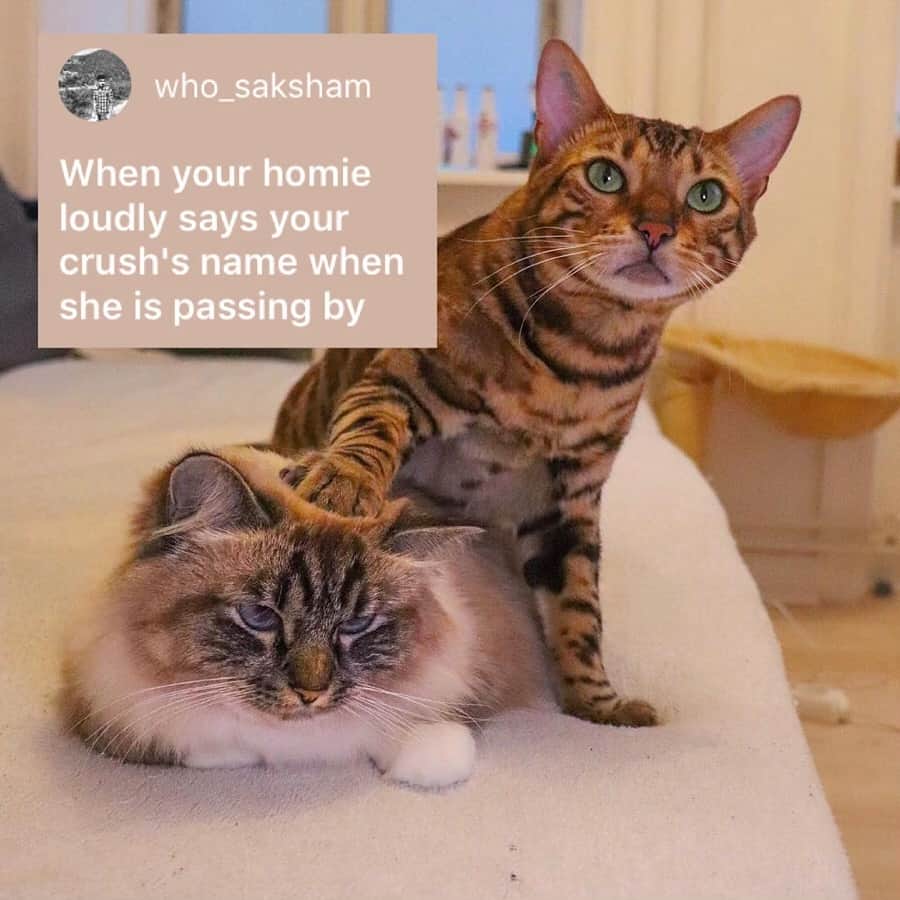9GAGさんのインスタグラム写真 - (9GAGInstagram)「Who do they remind you of? - How would you meme this? Leave a comment below. Stay tuned to our IG story so you won’t miss the next “Meme This”! - 📷 @missenell - #memethis #cat #9gag」5月25日 0時00分 - 9gag