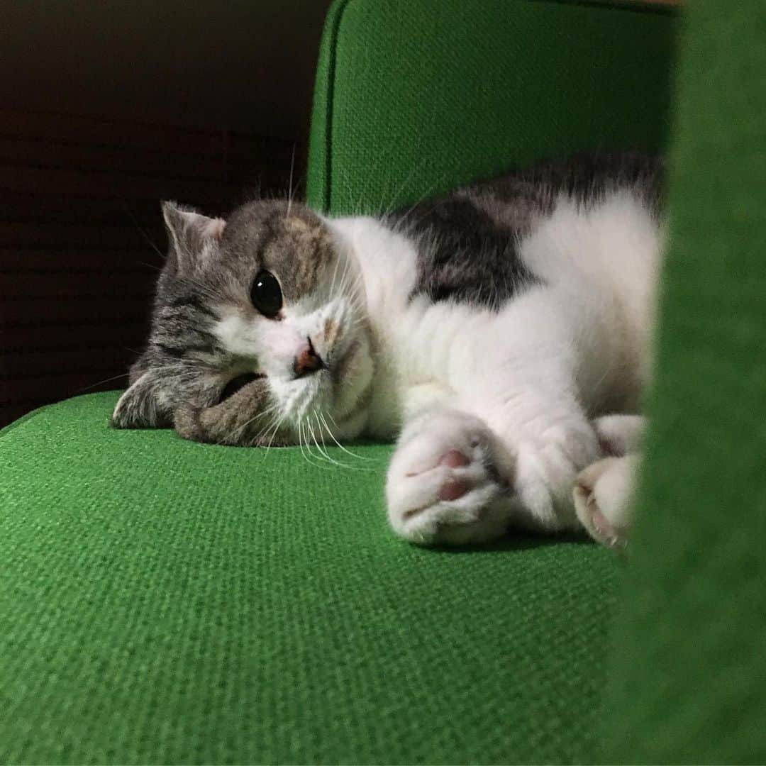 ミツバ&フックのインスタグラム：「おやすみ #ilovecat」