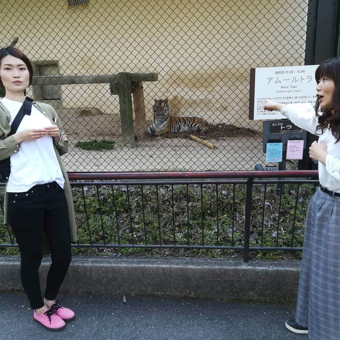 おぎたともこさんのインスタグラム写真 - (おぎたともこInstagram)「【世界一しょうもないクイズ】. . 広島にある安佐動物園にはアムールトラがいます。 ここでこのみはある有名なワンシーンを再現しました。ここでクエスチョンです。何のワンシーンでしょうか。  #広島 #このみおぎたともこ #このみ村田千鶴  #ばーん高田千尋  #安佐動物園 #世界一しょうもないクイズ #正解は虎を屏風から出して下さい #しょうもないLOVE」5月25日 0時29分 - konomiogitatomoko