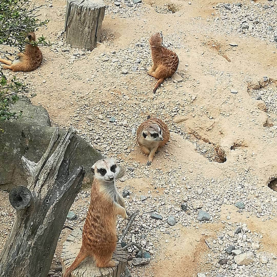 おぎたともこさんのインスタグラム写真 - (おぎたともこInstagram)「動物園楽しい  #このみおぎたともこ #このみ村田千鶴 #ばーん高田千尋  #キリン達 #フラミンゴと私 #ゴリラと私 #一人カメラ目線ミーアキャット #安佐動物園 #広島」5月25日 0時37分 - konomiogitatomoko