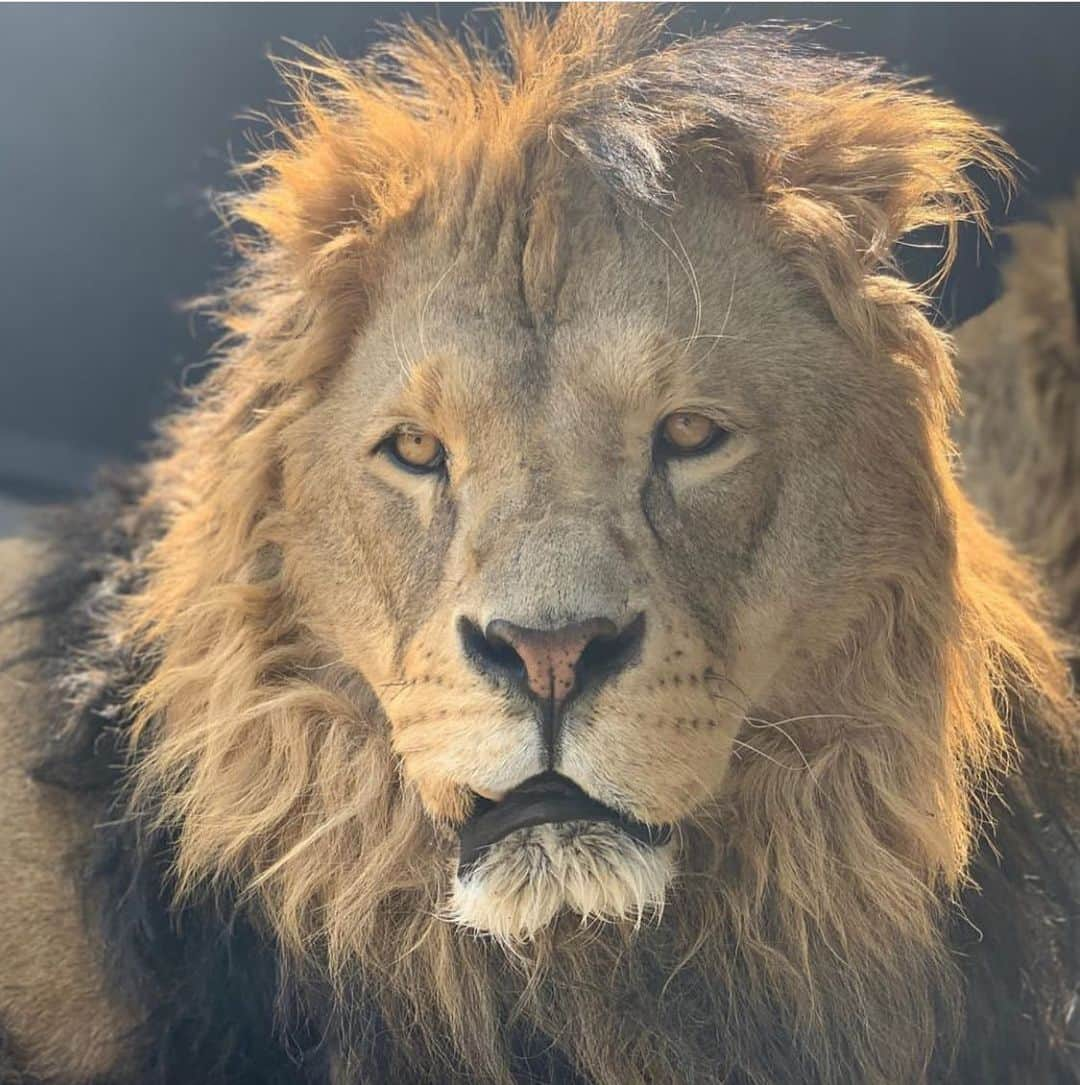 Black Jaguar-White Tiger さんのインスタグラム写真 - (Black Jaguar-White Tiger Instagram)「ILanga looks in this picture like he’s been in countless battles in the Serengeti protecting his Pride and territories when in reality he’s the Mexican version of the Beverly Hills’ Chihuahua hahahha  #ILangaBJWT #TheBigPrideBJWT  #SaveLions  Pic by @johnmac_bjwt」5月25日 0時37分 - blackjaguarwhitetiger