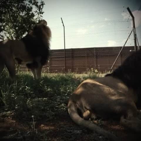 Kevin Richardson LionWhisperer のインスタグラム