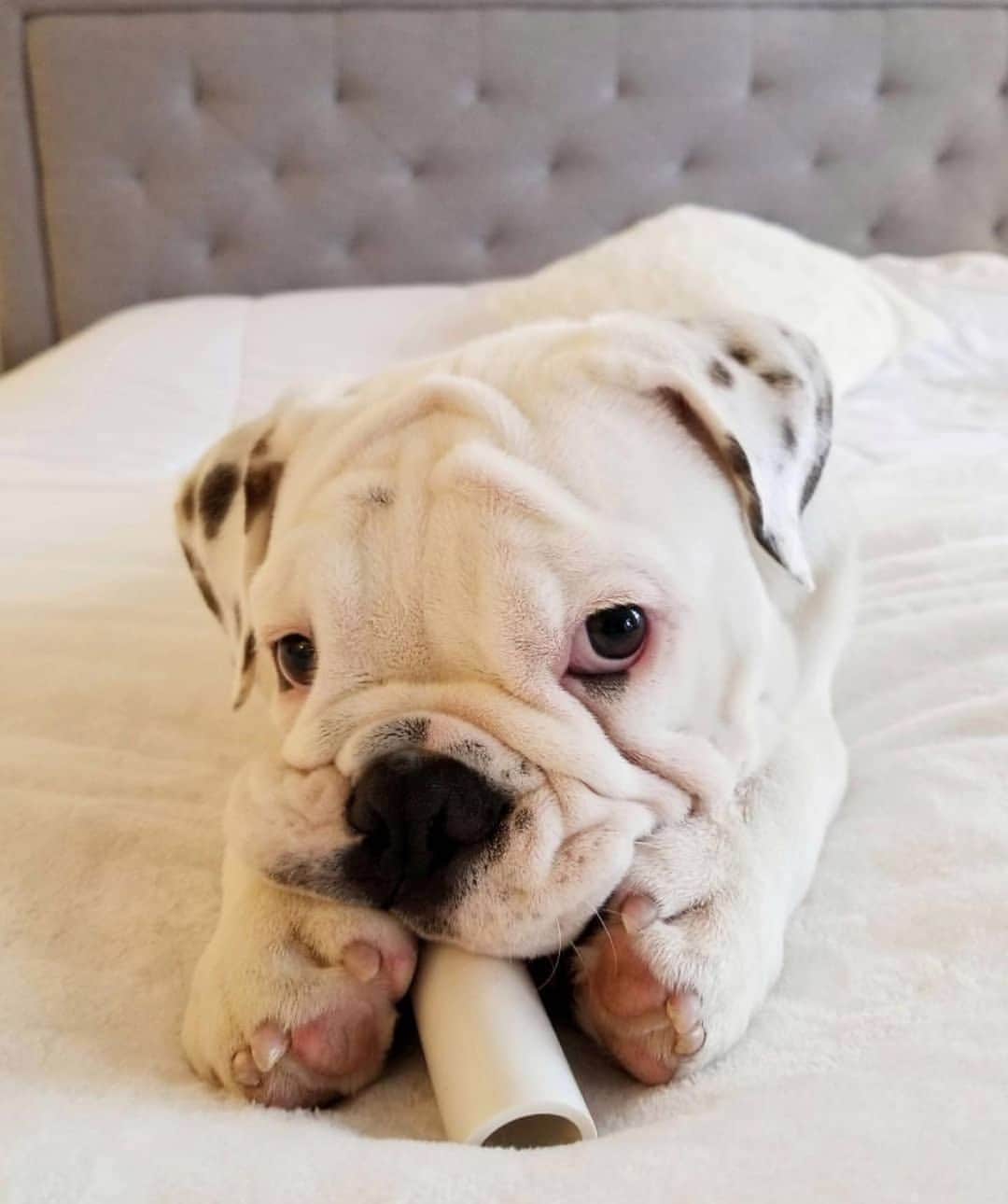 Bodhi & Butters & Bubbahさんのインスタグラム写真 - (Bodhi & Butters & BubbahInstagram)「Rolls in all the right places 💁🏼‍♀️ . . . . . #thick #bulldog #beautiful #puppy #bestoftheday #friday @baguette.and.oxford」5月25日 0時47分 - keonistuff