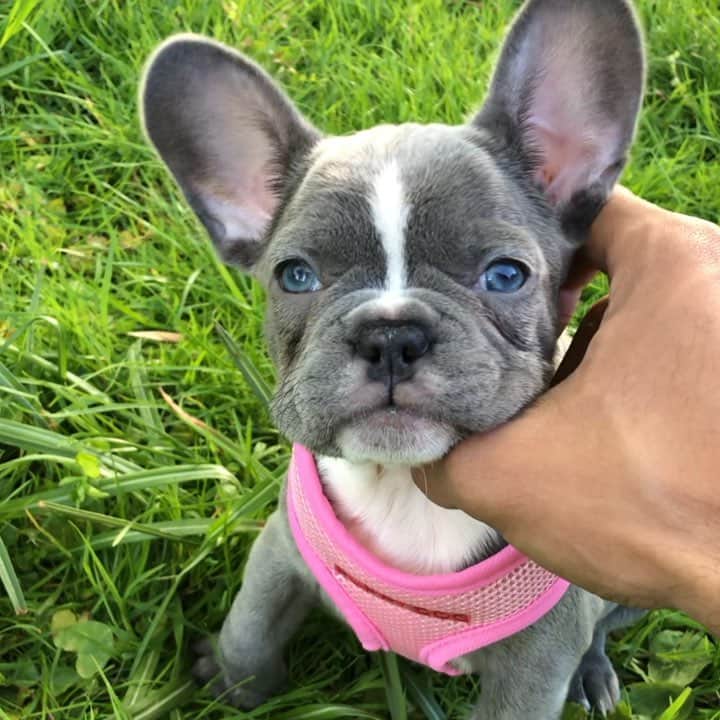 SIMON DESUEのインスタグラム：「Im in love 😭💞 #frenchie」