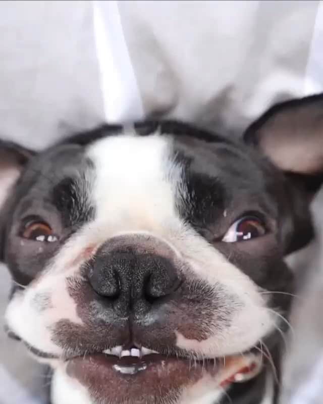 DogsOf Instagramのインスタグラム：「“Goof morning! I wow my own self up with my own snoring 💤 🐶 ❤️ ” writes @tobythegentleman  #dogsofinstagram」