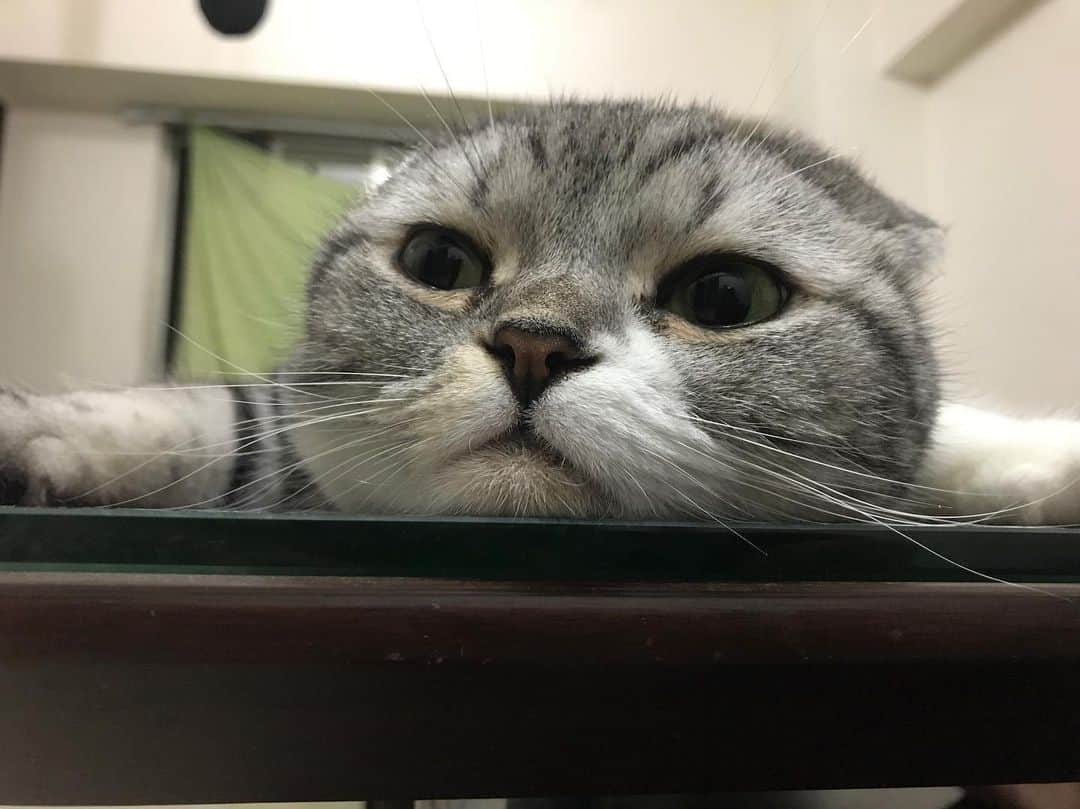 KATSUOのインスタグラム：「楕円はかわいい . #cat #catstagram #catsofinstagram #instacat #cutecat #katsuo」