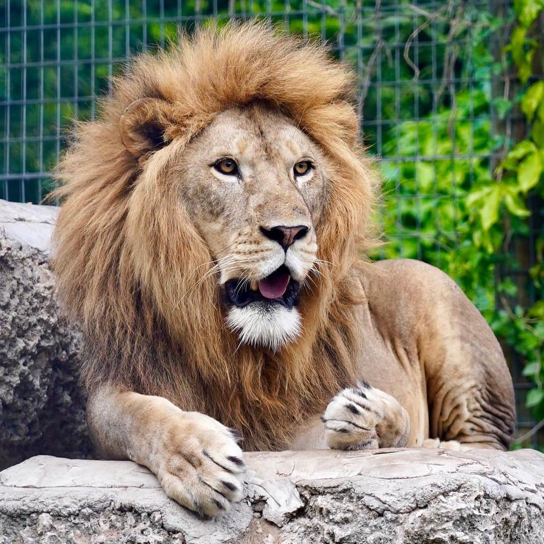 Zoological Wildlife Foundationさんのインスタグラム写真 - (Zoological Wildlife FoundationInstagram)「Zulu is absolutely stunning and the largest lion we have ever seen💙🐾 #lion #bigcat #enrichment #conservation #zwfmiami #zwf」5月25日 1時28分 - zwfmiami