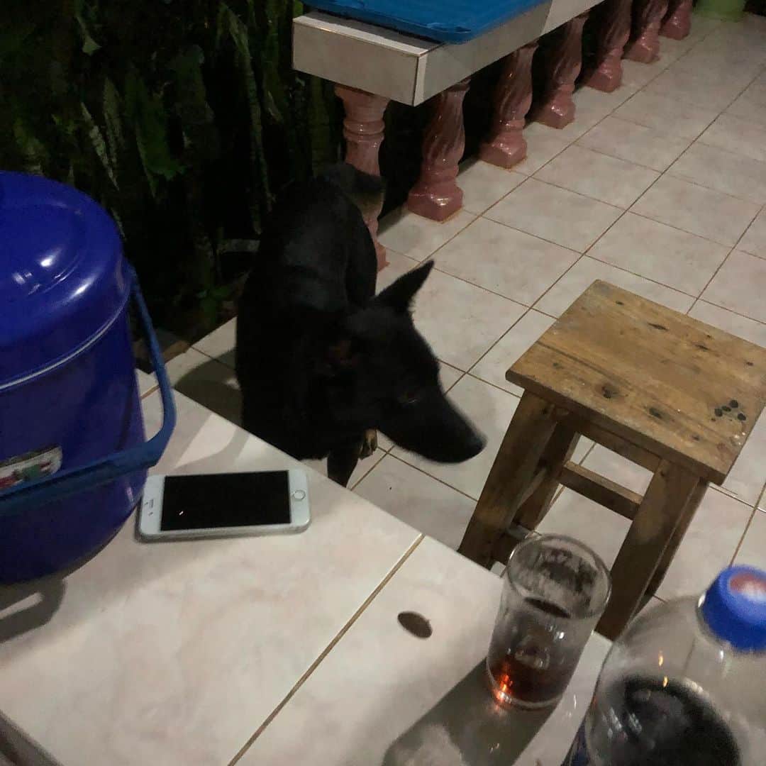 てっぺいさんのインスタグラム写真 - (てっぺいInstagram)「今夜泊まるロッジのテラスいたら野犬来た 噛まれたら終わり #タイ #野犬 #狂犬病」5月25日 1時42分 - nice_teppee