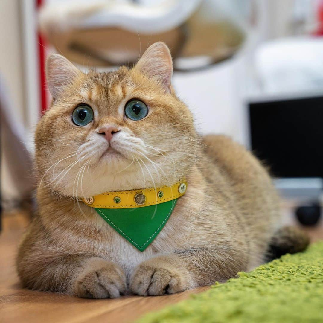 Hosicoさんのインスタグラム写真 - (HosicoInstagram)「Don’t I look fabulous today my friends.... 😻 Have you ever seen beautiful collars like this before?  With a code HOSICO (10% off) you can be a proud owner of one of these kittie fashion must have. All collars are handmade and very unique @smartanimal.official #smartanimalofficial」5月25日 1時58分 - hosico_cat