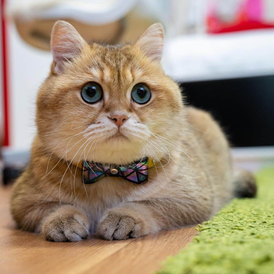 Hosicoさんのインスタグラム写真 - (HosicoInstagram)「Don’t I look fabulous today my friends.... 😻 Have you ever seen beautiful collars like this before?  With a code HOSICO (10% off) you can be a proud owner of one of these kittie fashion must have. All collars are handmade and very unique @smartanimal.official #smartanimalofficial」5月25日 1時58分 - hosico_cat