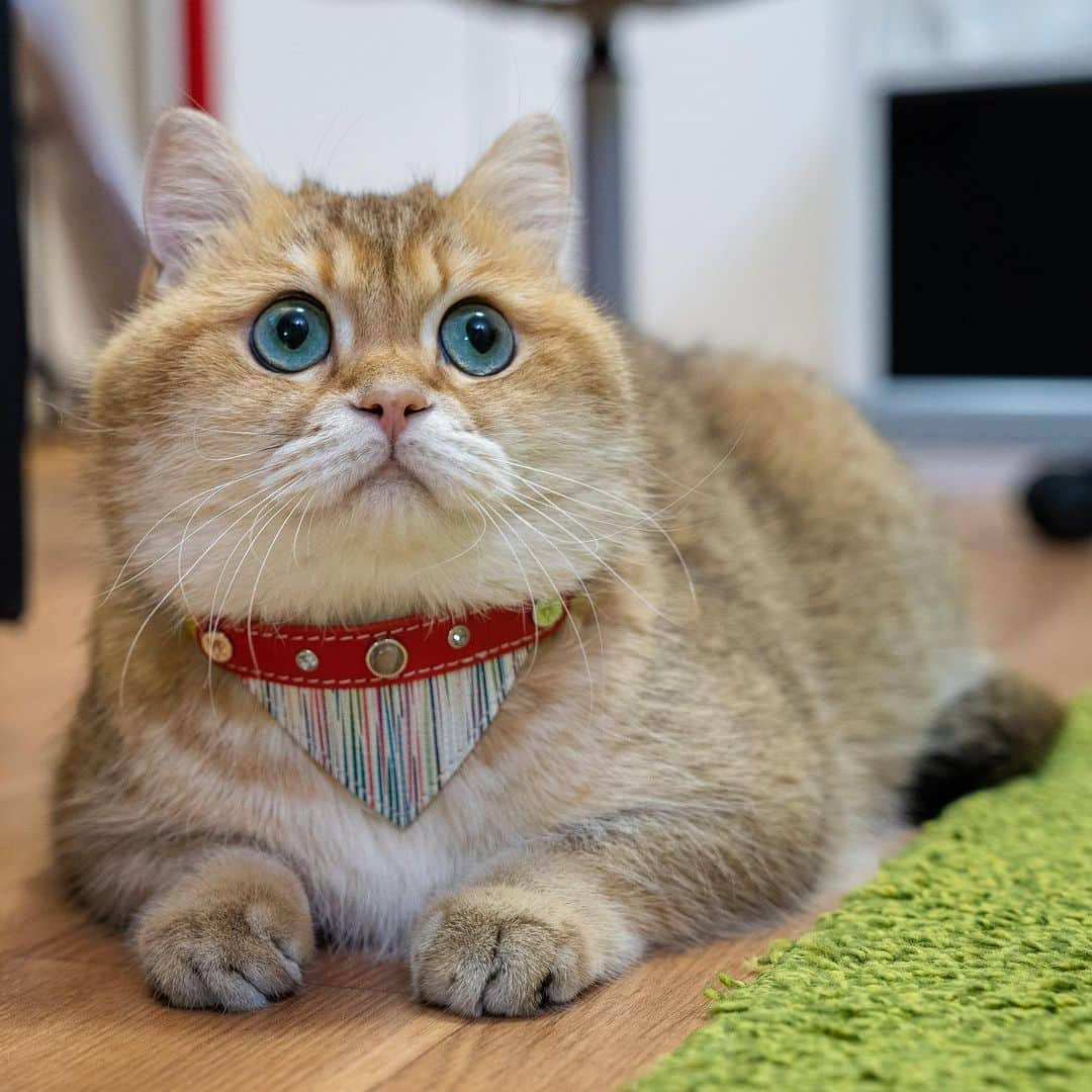 Hosicoさんのインスタグラム写真 - (HosicoInstagram)「Don’t I look fabulous today my friends.... 😻 Have you ever seen beautiful collars like this before?  With a code HOSICO (10% off) you can be a proud owner of one of these kittie fashion must have. All collars are handmade and very unique @smartanimal.official #smartanimalofficial」5月25日 1時58分 - hosico_cat