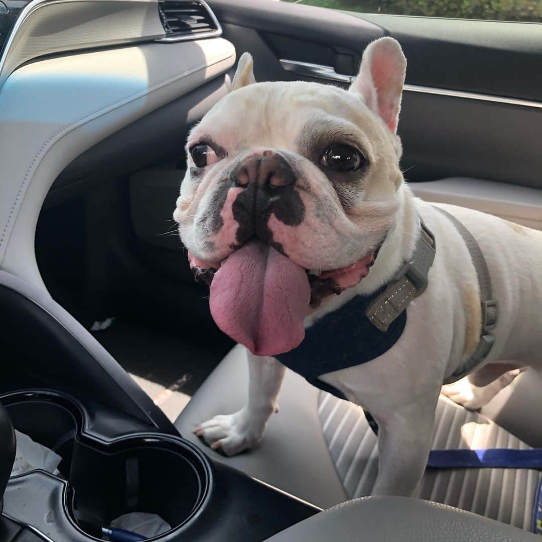 リンキーのインスタグラム：「Still here!  Just living his best life with the biggest tongue! #rideordie」