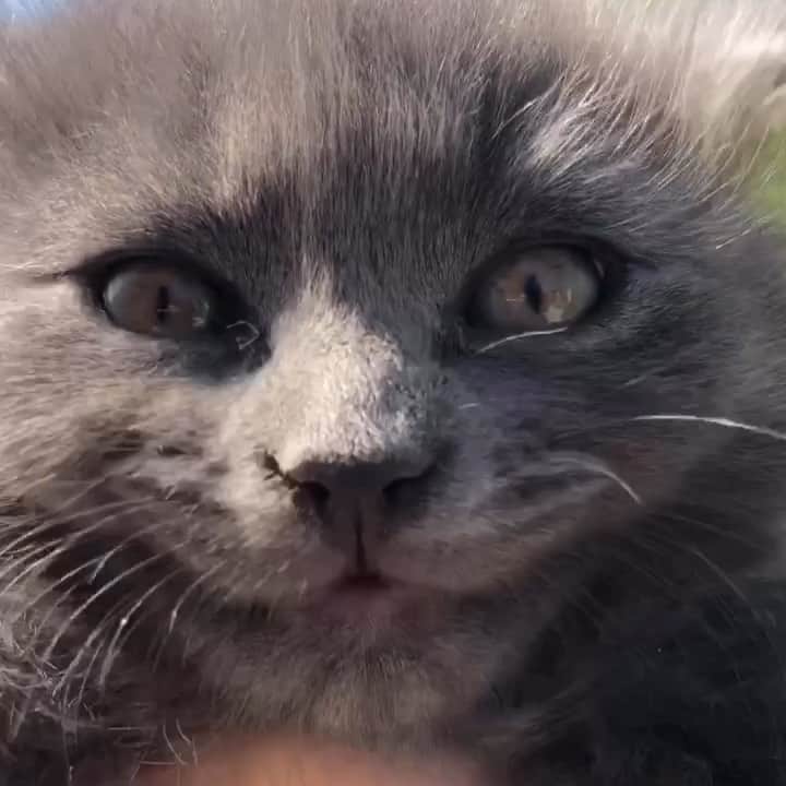 WildLifeのインスタグラム：「Say something 🎥 @jalilnajafov」