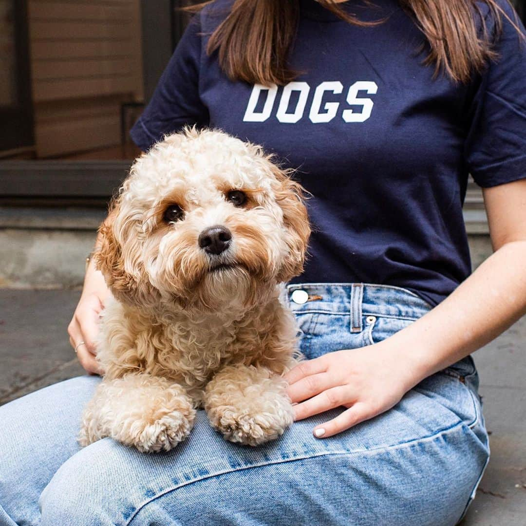 The Dogistさんのインスタグラム写真 - (The DogistInstagram)「Dogist Shop Super Sale this weekend! 35% off everything with promo code MEMORIALDAYDOGGO (Link in bio). Your dog may smooch you if you do 😉」5月25日 3時40分 - thedogist