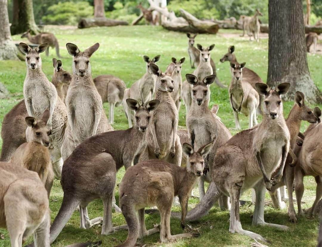 Australiaさんのインスタグラム写真 - (AustraliaInstagram)「Ever get the feeling you're being watched? 👀 Despite being called @Lonepinekoala Sanctuary, this wildlife haven in @visitbrisbane is actually home to more than just koalas, you'll find 100 different species of Australian native #wildlife here! Think platypus, #kangaroos, Tassie devils, wombats and echidnas - and that's just to name a few. Located just 30 minutes from the @queensland capital, you can make a full day of it at the sanctuary and then easily head back into town for drinks and a bite to eat at one of Brissy’s many restaurants and bars, like @elevenrooftopbar or The Terrace at @emporiumhotels.  #seeaustralia #thisisqueensland #thisisbrisbane #wildlife #lonepinekoalasanctuary」5月25日 4時00分 - australia