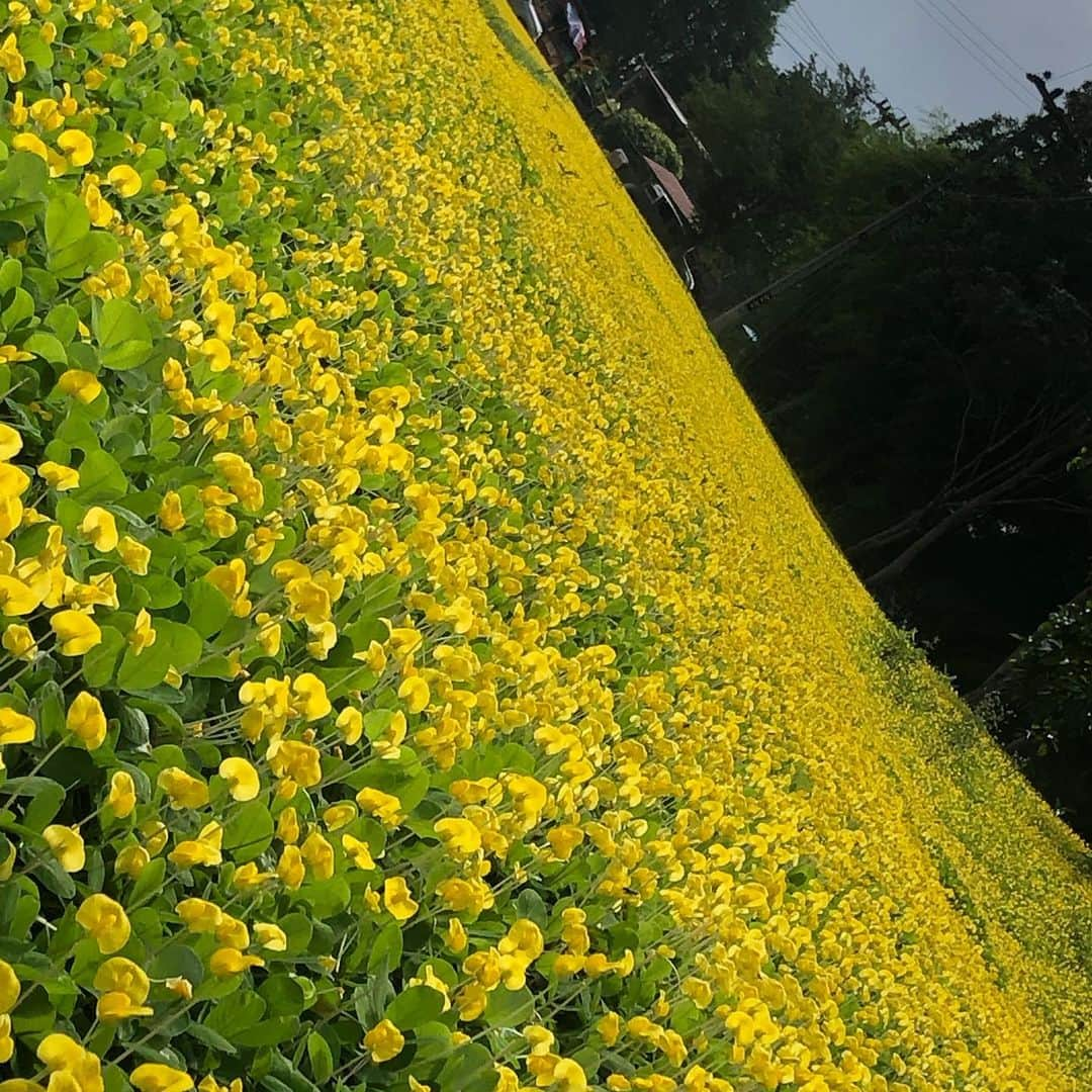 てっぺいさんのインスタグラム写真 - (てっぺいInstagram)「なにもかもすごい」5月25日 13時27分 - nice_teppee