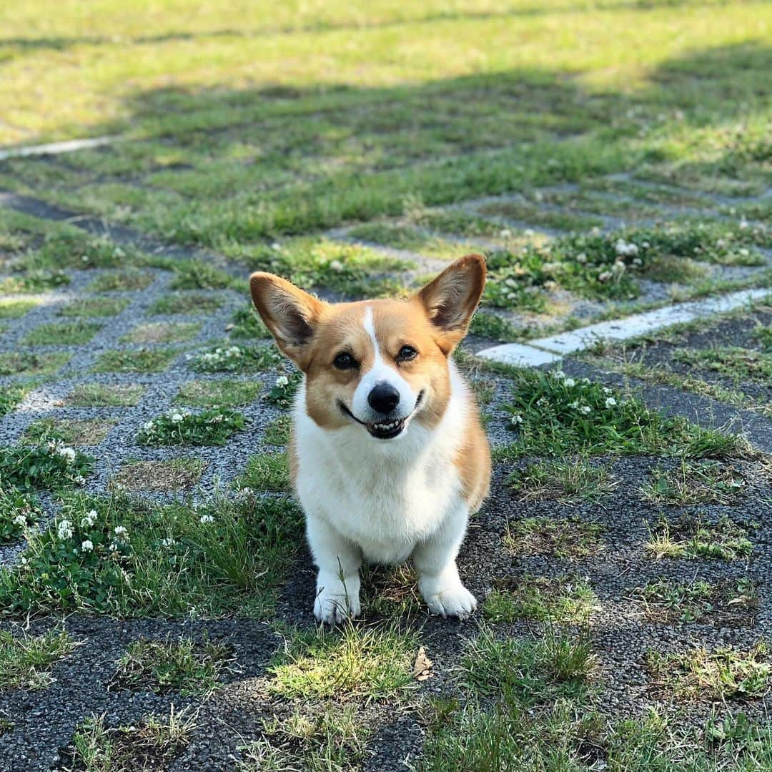 IMALUさんのインスタグラム写真 - (IMALUInstagram)「#corgi #コーギー」5月25日 13時52分 - imalu_0919