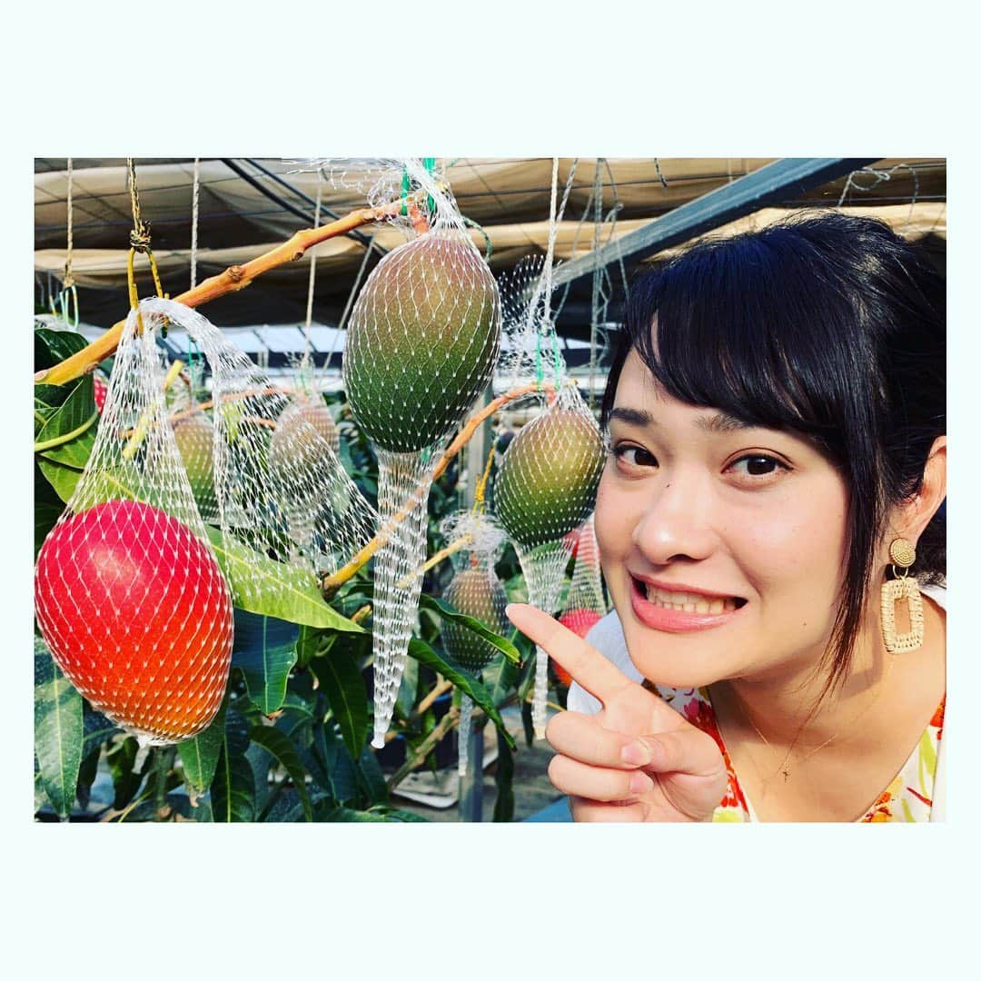 佐藤綾子さんのインスタグラム写真 - (佐藤綾子Instagram)「🥭以上、長崎から中継でした！🥭﻿ ﻿ #旅サラダ をご覧下さった皆様ありがとうございました！﻿ 次から次に出るラッシャーさんの言葉に何度も笑いながらの美味しい楽しい中継でした😂😂﻿ ミキサー回ってよかったー！！ 先週の﻿ #KAB #熊本朝日放送 さんのメロンを教訓に対策してきてよかった…🍈🥭 ﻿ 紹介した #プリンセスマンゴー は #堀内フルーツファーム さんのホームページから注文できますよ🥭🙋‍♀️﻿ 旬の贅沢な味覚を大切な人と味わってみてください！﻿ インスタにいいね、コメントくださった皆さん、ありがとうございます！ 久々の中継で緊張する私にとってとても励みになりました🙏 ﻿ #旅サラダ #プリンセスマンゴー #マンゴー #mango﻿ #佐々町 #佐々 #saza #堀内フルーツファーム #お中元 #長崎 #nagasaki #長崎のお中元﻿ #佐世保バーガー #マンゴーバーガー #カオニャオマムアン﻿ #ncc #長崎文化放送 #アナウンサー #中継 #ラッシャー板前 さん」5月25日 13時56分 - satoaya_ncc