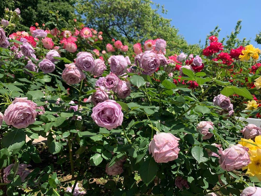 中村優さんのインスタグラム写真 - (中村優Instagram)「小田原フラワーガーデンのバラすっごい綺麗だった🌹💖🌹バラの香りって本当にうっとりする。香りのほぼないものもあったし、マンゴーみたいな香りがするのもあったよ🥭🤭」5月25日 14時11分 - nkmr_yu