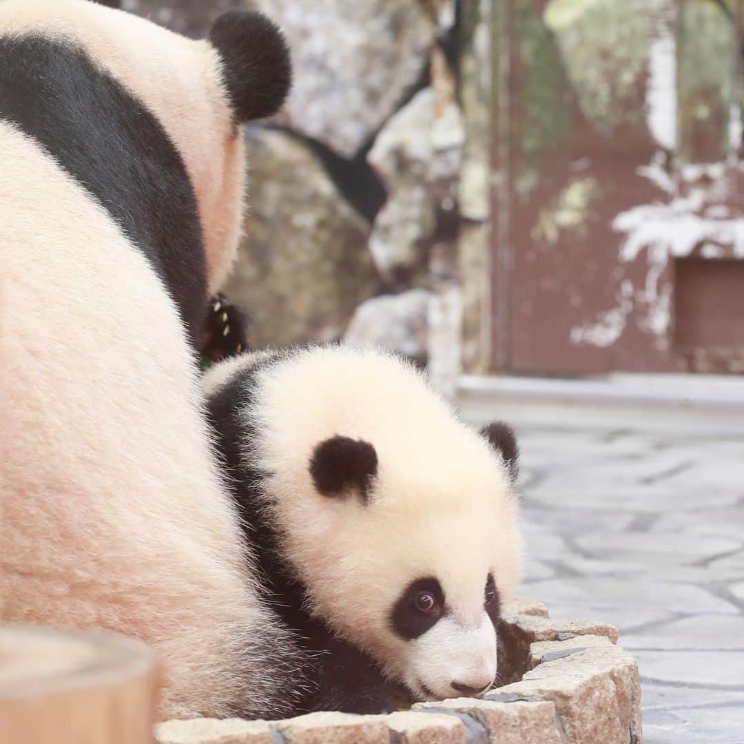 パンダ（白浜）さんのインスタグラム写真 - (パンダ（白浜）Instagram)「🐼 😊 #HELLOLITTLE 🐼🐼🐼 #ハローリトル #baby #pandamental #hellopanda #ハローパンダ #パンダグラビア and #panda #pandababy 🐼🐼🐼 ⭐︎『HELLO LITTLE』IN STORE NOW⭐️ #彩浜 & #良浜 ❤️」5月25日 14時17分 - hellopanda_book