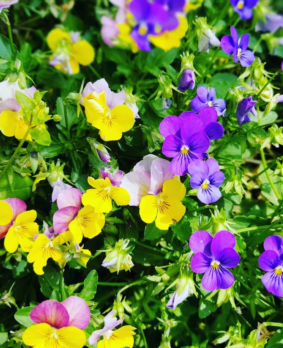 ERINA UENOさんのインスタグラム写真 - (ERINA UENOInstagram)「. 暑いのでちょいさんぽ🐶 2枚からふたりして👀がヤバめ。笑 😸さまにも遭遇。 . Flower gardenで Flower logo T-shirtsでした// . 今日もhot…。 . . #Fukuoka #FukuokaCity #fashion #韓国fashion #コーディネート #散歩 #犬 #dog  #ミニチュアダックス #ダックス」5月25日 14時23分 - erina_flowdia