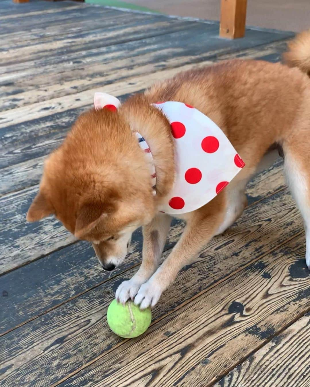 豆柴 サニーちゃんさんのインスタグラム写真 - (豆柴 サニーちゃんInstagram)「. . 【音量注意！高〜い声出ます😆】 HELLO〜こんにちわん🐻✨🎾 . さにたんの ボールを見る目の輝きよう✨ . 嬉しすぎて 高〜い声が出ちゃう😆 . ボールで遊んでハァハァ 暑くてハァハァ🌻 . . Live見てくれてありがとうございました🌻 . . #目の輝き #キラキラ #ボール大好きわんこ #私にもその眼差しください #笑顔がいいね #ボールを掴むおててががわいい #お手手がかわいすぎる . #柴犬#豆柴 #赤柴 #まめしばいぬ#まめしば#いぬのきもち#ふわもこ部 #pecoいぬ部#pecotv#サンデイ#サンデイいぬ組#anicas #shiba_snap#todayswanko#west_dog_japan #shibainu #shiba#mameshiba#shibastagram #豆柴サニーちゃん」5月25日 14時40分 - sunny_rei_32