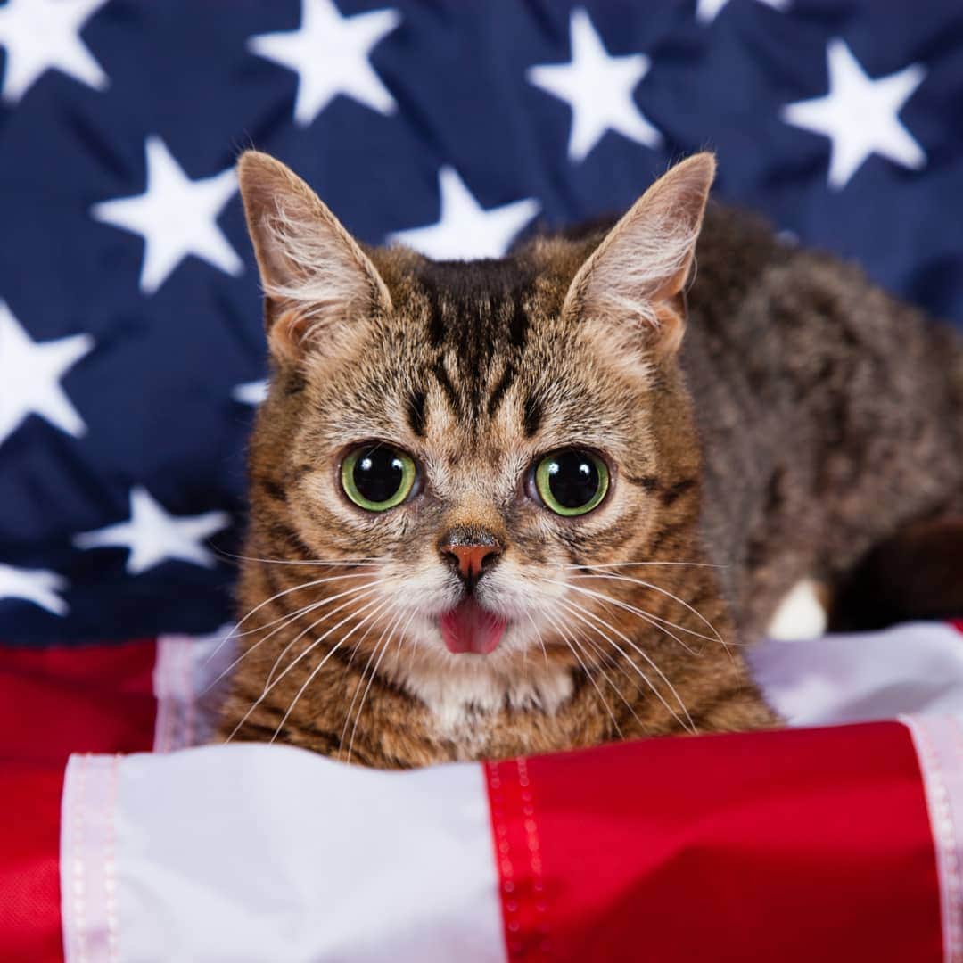 Lil BUBさんのインスタグラム写真 - (Lil BUBInstagram)「Lil BUB's Memorial Day Weekend sale starts NOW: Lots of new BUB Stuff, and it's all 15% off at the link in BUB's bio (www.lilbub.com/store)」5月25日 6時00分 - iamlilbub