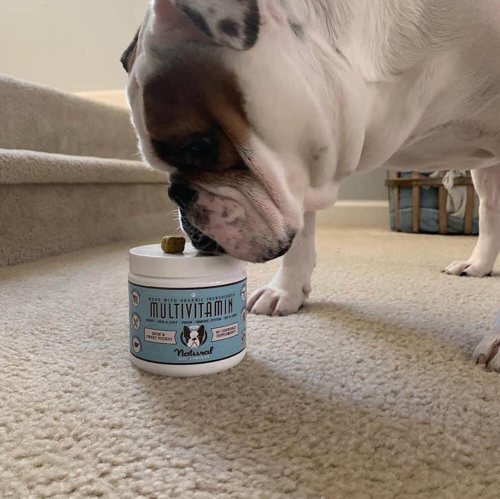 Regeneratti&Oliveira Kennelさんのインスタグラム写真 - (Regeneratti&Oliveira KennelInstagram)「Your dog’s health is pretty important. If you’re looking for a quality supplement, I recommend the new line from @NaturalDogCompany. They have #Multivitamin #Probiotic #HipAndJoint and #SkinAndCoat. These specially formulated chews are made from organic & all-natural ingredients, are vet-approved and loved by dogs. . ⭐⭐⭐⭐ Save 20% off your entire order with code JMARCOZ at NaturalDog.com | @naturaldogcompany | worldwide shipping | ad 📷: @walkerhomer_thebulldog . . . . . . #englishbulldog #bulldog #mansbestfriend #bulldogs #bulldogingles #bulldogueingles」5月25日 7時00分 - jmarcoz