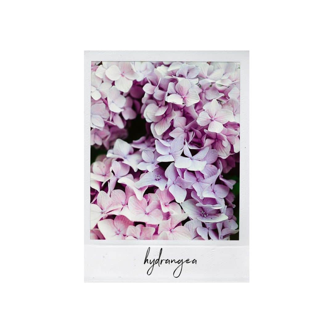 のインスタグラム：「𓇠𓇢𓇡 𓆸𓆸  雨は嫌だけど 紫陽花には雨が似合う‥ 暑いですねぇ ‥‥‥‥‥‥‥‥‥‥‥‥‥‥‥‥‥‥‥‥‥‥‥‥‥‥‥‥‥‥‥‥‥#storyofmylife#flowers#flowerporn#flowerslovers#flowerstyles#floweroflife#flower_perfection#flowerstagram#flowerporn#still_life_gallery#floweroftheday#littlethings#livethelittlethings#tv_living#f52grams#f52home#inspiredbypetals#tv_stilllife#simplepleasures#momentslikethese#blooms#flowertalking#bouquet#bouquets#flowerpower#thatsdarling#nothingsordinary#hydrangea#紫陽花#お花とる人おけいはん#花のある暮らし」