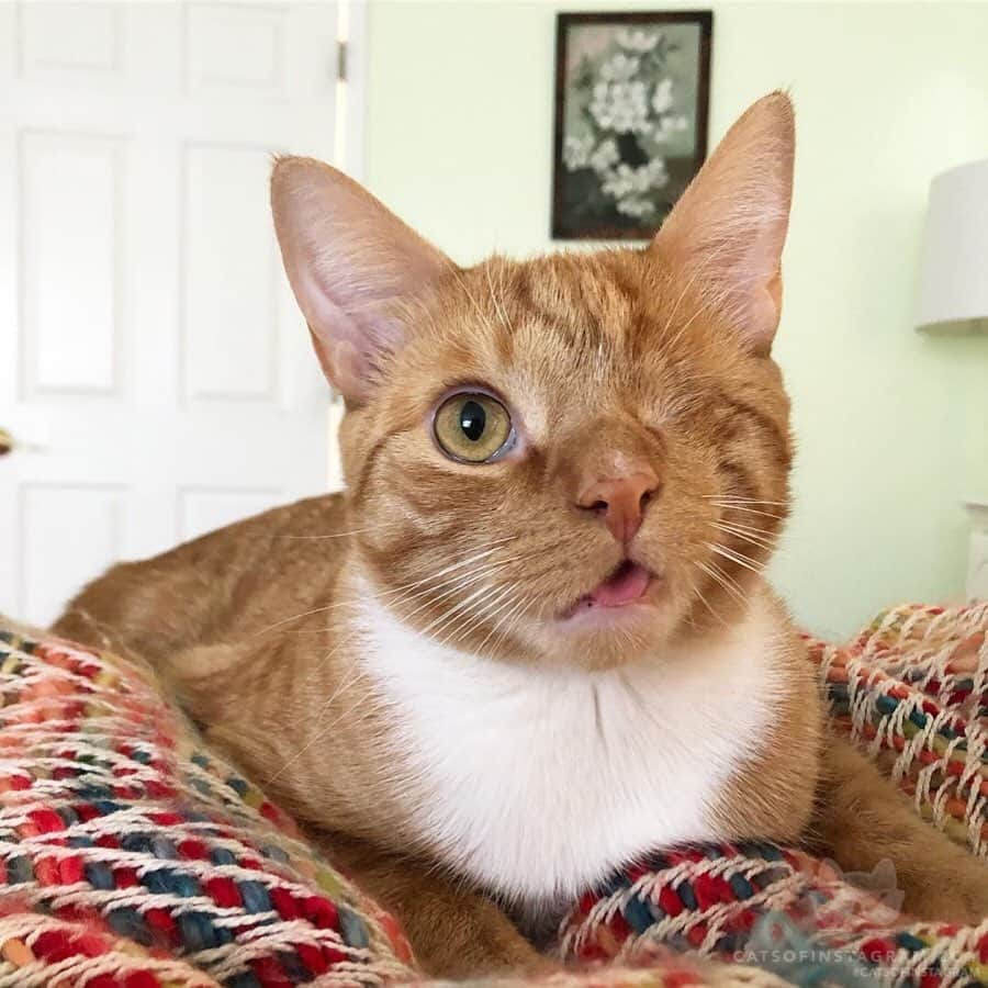 Cats of Instagramさんのインスタグラム写真 - (Cats of InstagramInstagram)「From @jackster_cat: “Daily tongue-out photo shoot 📸😛” #catsofinstagram」5月25日 7時20分 - cats_of_instagram