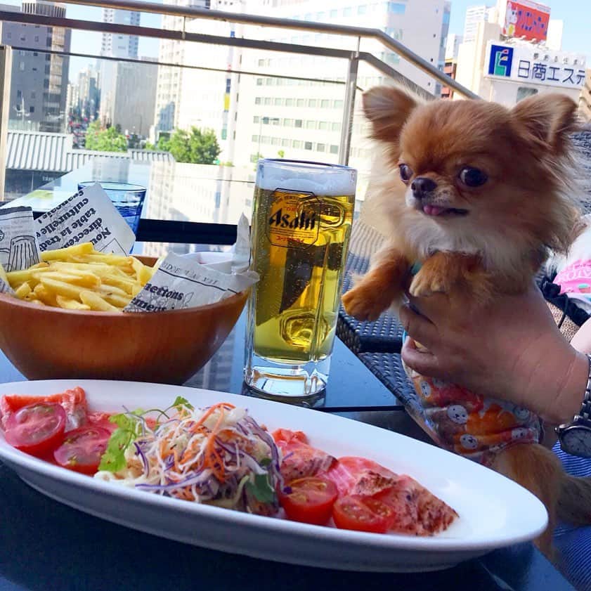 kayoさんのインスタグラム写真 - (kayoInstagram)「* * おいちそーー😋💗 by🌰 * * テラス席で飲むビールは最高ーー😁🍺✨✨ by💁‍♀️ * * #chihuahua#chihuahualove#dogstgram#dog#instadog#チワワ#チワワ大好き * *」5月25日 7時40分 - kayo063