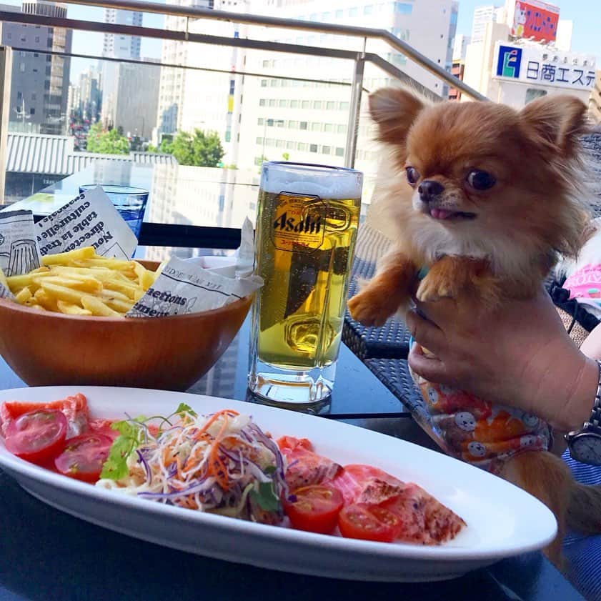 kayoのインスタグラム：「* * おいちそーー😋💗 by🌰 * * テラス席で飲むビールは最高ーー😁🍺✨✨ by💁‍♀️ * * #chihuahua#chihuahualove#dogstgram#dog#instadog#チワワ#チワワ大好き * *」
