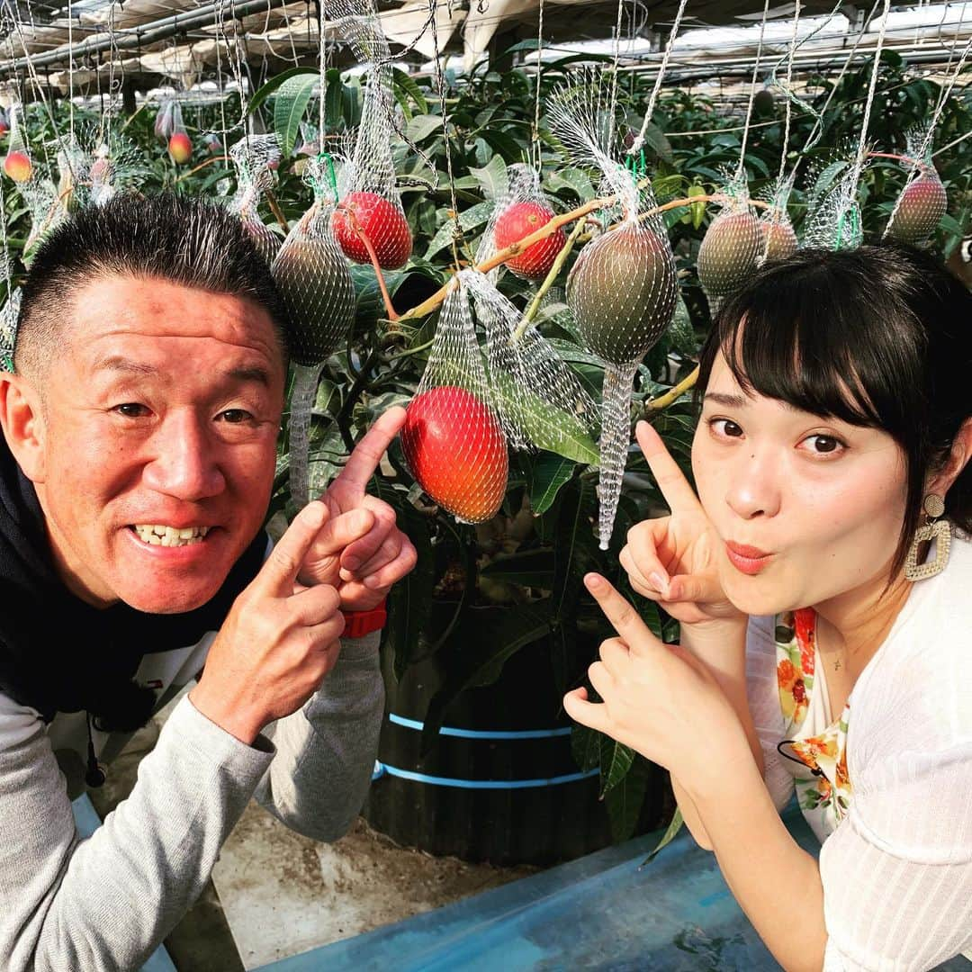 佐藤綾子さんのインスタグラム写真 - (佐藤綾子Instagram)「👸ウ〜〜、マンゴー！👸﻿ ﻿ このあと朝8時から、朝だ！生です #旅サラダ #長崎 の #佐々町 から中継です！﻿ ラッシャーさんとたっぷりお伝えしますよ〜！﻿ ﻿ #ncc #長崎文化放送 #旅サラダ﻿ #佐々町 #saza #長崎 #nagasaki﻿ #プリンセスマンゴー #マンゴー #堀内フルーツファーム」5月25日 7時52分 - satoaya_ncc