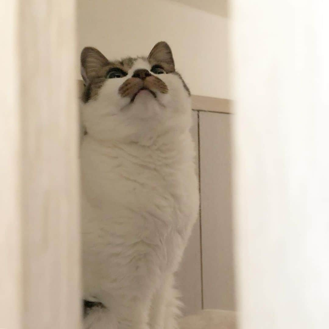 ghemtexさんのインスタグラム写真 - (ghemtexInstagram)「#猫 #髭 #cat #mustache」5月25日 7時55分 - ghemtex