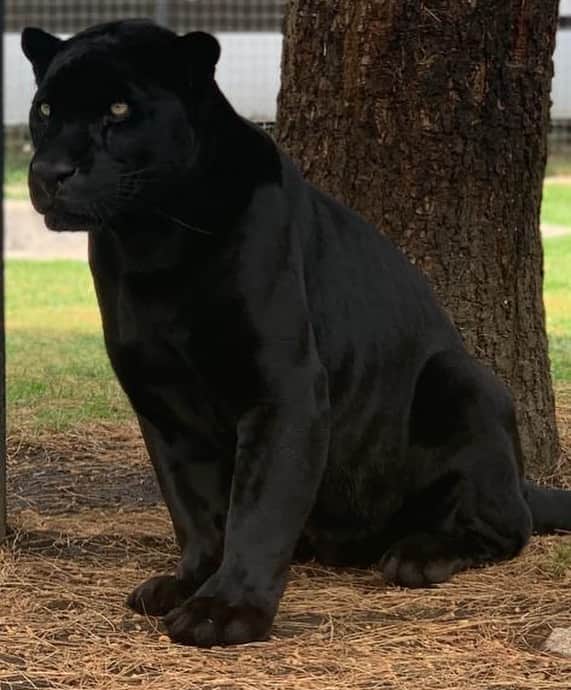 Black Jaguar-White Tiger さんのインスタグラム写真 - (Black Jaguar-White Tiger Instagram)「Darkness... #BabyKalElBJWT @johnmac_bjwt」5月25日 8時21分 - blackjaguarwhitetiger