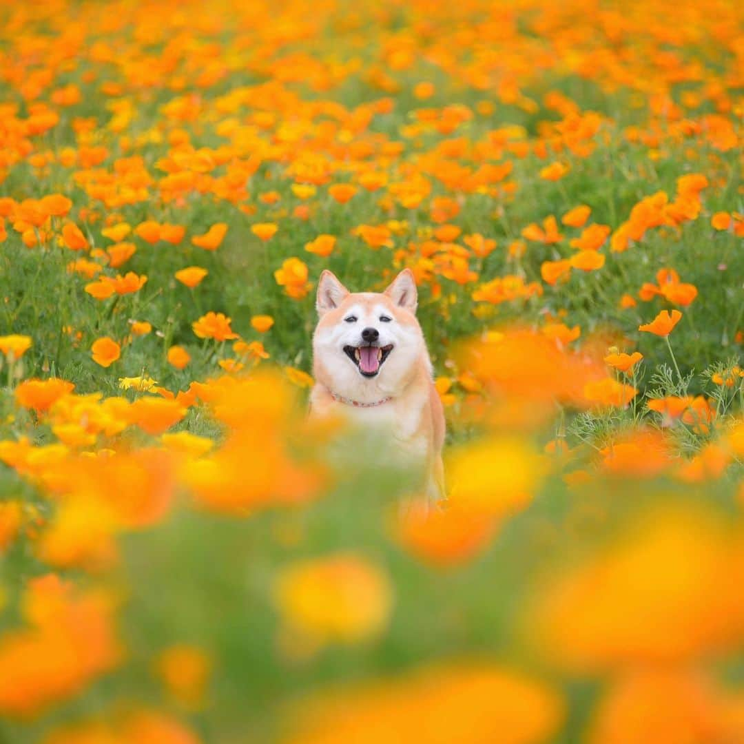 meekooさんのインスタグラム写真 - (meekooInstagram)「オレンジの海🧡 ・ 今日の予想最高気温33度って⁈ 心の準備ができてなーい！ ・ location：埼玉県 #コスモスアリーナふきあげ  2019.5.19撮影  #りんご旅2019」5月25日 8時26分 - meekoo