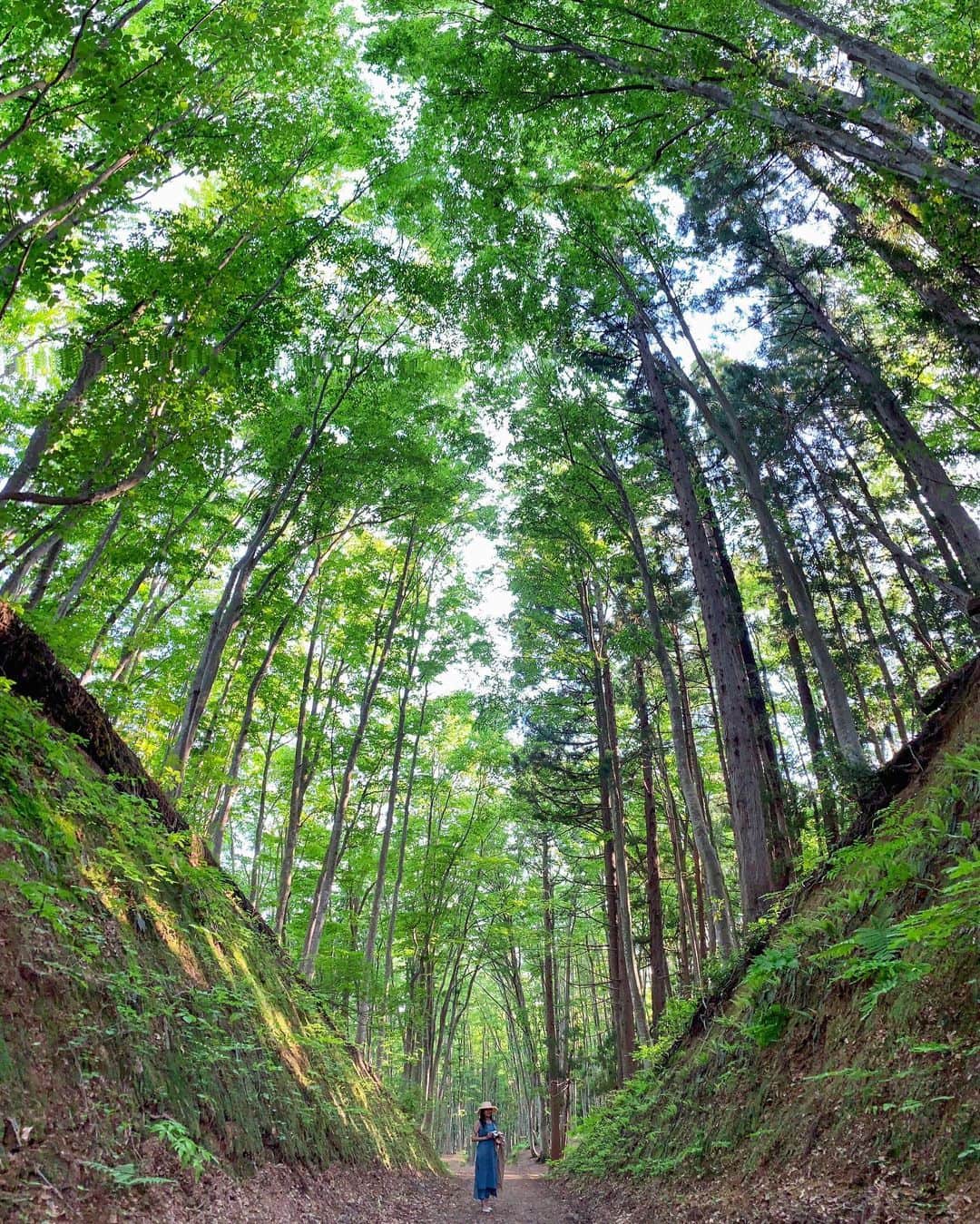 藤崎奈々子さんのインスタグラム写真 - (藤崎奈々子Instagram)「森林散歩🌲 ・ #日本#新潟#十日町#美人林#森林浴#お散歩」5月25日 8時43分 - nanakofujisaki