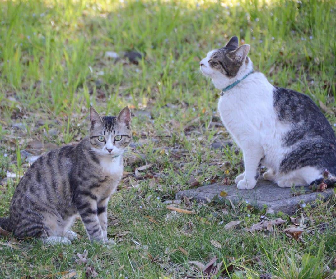 やふさんのインスタグラム写真 - (やふInstagram)「仲良し兄弟、相変わらず。新吉がデカくなって京太押され気味ですが . #cat #neko #catlovers #catsofinstagram #catstagram #instacat #猫 #ねこ #ネコ #保護猫 #新吉 #京太」5月25日 9時31分 - kyafy