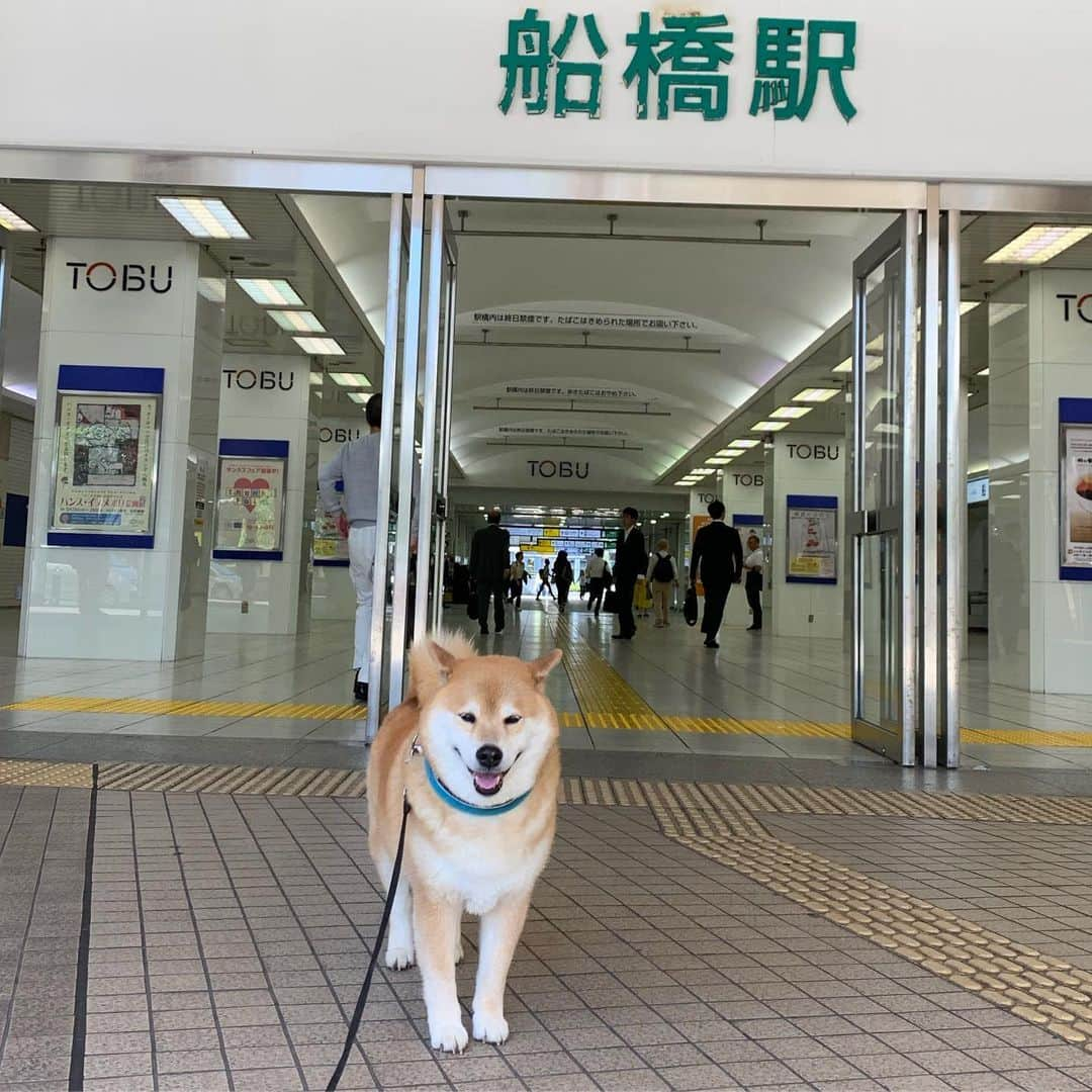 まる（まるたろう）さんのインスタグラム写真 - (まる（まるたろう）Instagram)「I’m in at Funabashi station!! ✨🐶✨船橋駅ついたなっしよー #キョロキョロ #どっちいけばいいのかな🤔 #迷子の迷子の子犬ちゃん #本日東武百貨店船橋店でイベント開催 #屋上に遊びに来てね」5月25日 9時28分 - marutaro