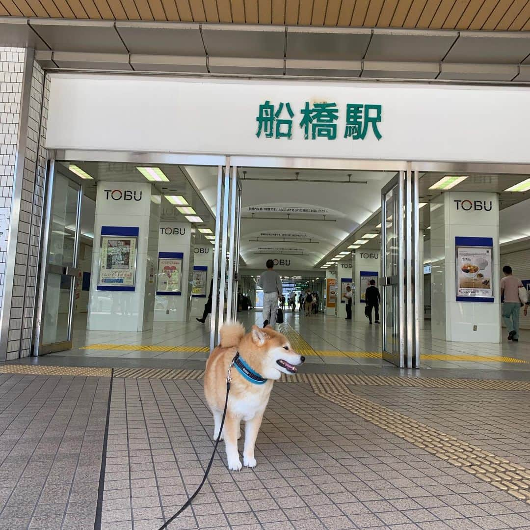 まる（まるたろう）さんのインスタグラム写真 - (まる（まるたろう）Instagram)「I’m in at Funabashi station!! ✨🐶✨船橋駅ついたなっしよー #キョロキョロ #どっちいけばいいのかな🤔 #迷子の迷子の子犬ちゃん #本日東武百貨店船橋店でイベント開催 #屋上に遊びに来てね」5月25日 9時28分 - marutaro