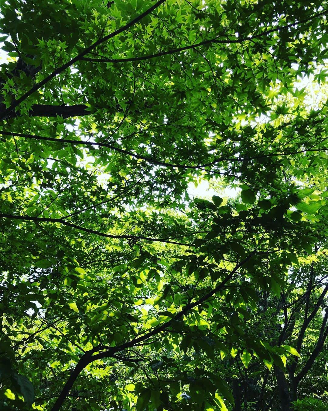 ゆふいん温泉　日の春旅館のグルメインスタ