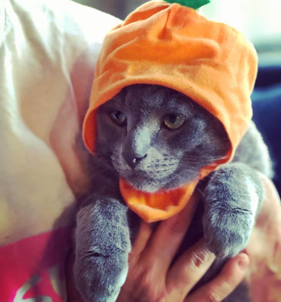 メイム・ビアリクさんのインスタグラム写真 - (メイム・ビアリクInstagram)「Someone brought me this carrot hat from japan for our cats. #Shadow is such a good boy. Scroll for the close up cuteness. 📸 : Fred 🥕 Shabbat shalom!」5月25日 9時43分 - missmayim