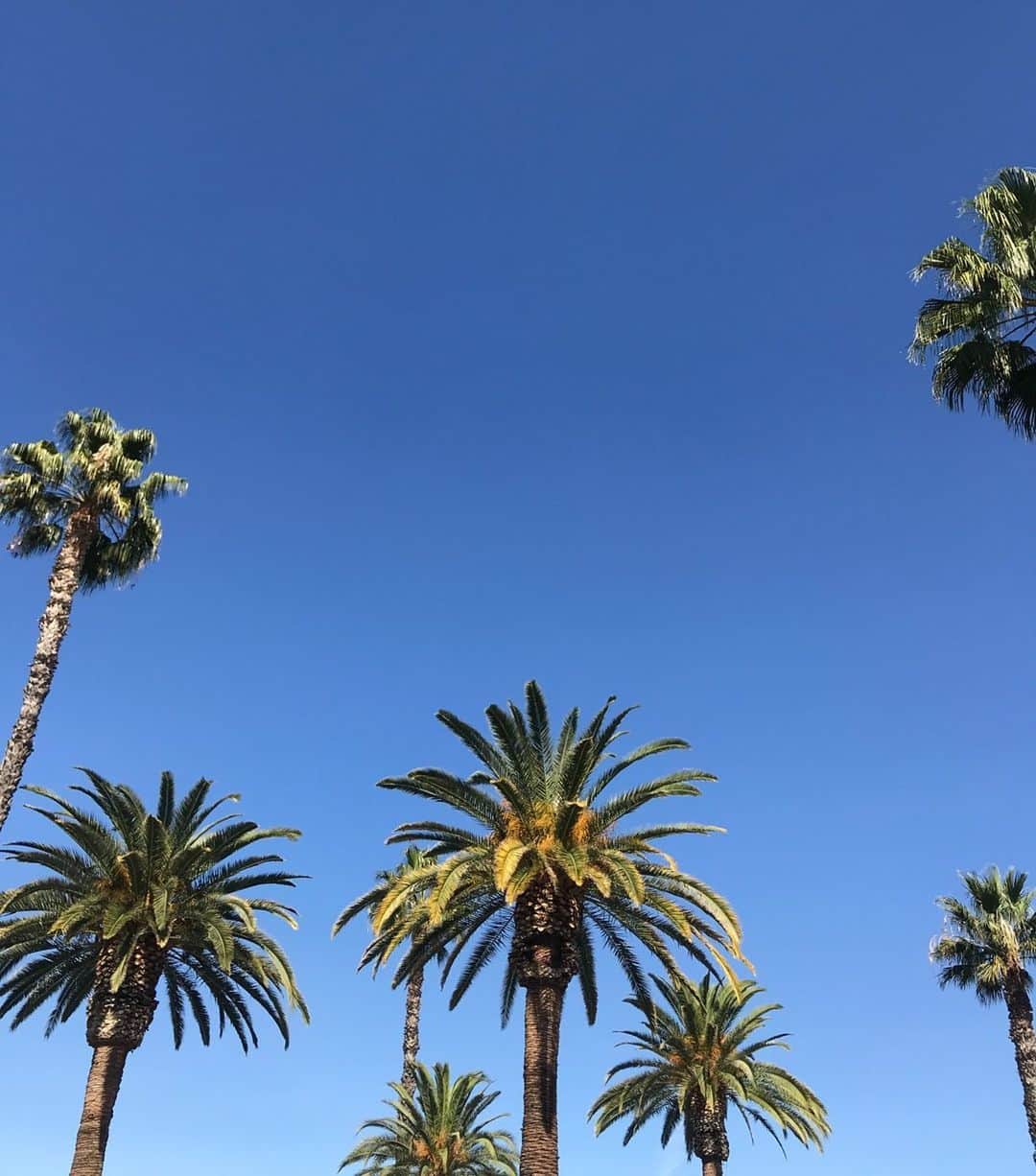 American Eagleさんのインスタグラム写真 - (American EagleInstagram)「BRB, packing our bags for somewhere with palm trees for the long weekend 🌴 #MDW #views」5月25日 9時52分 - americaneagle