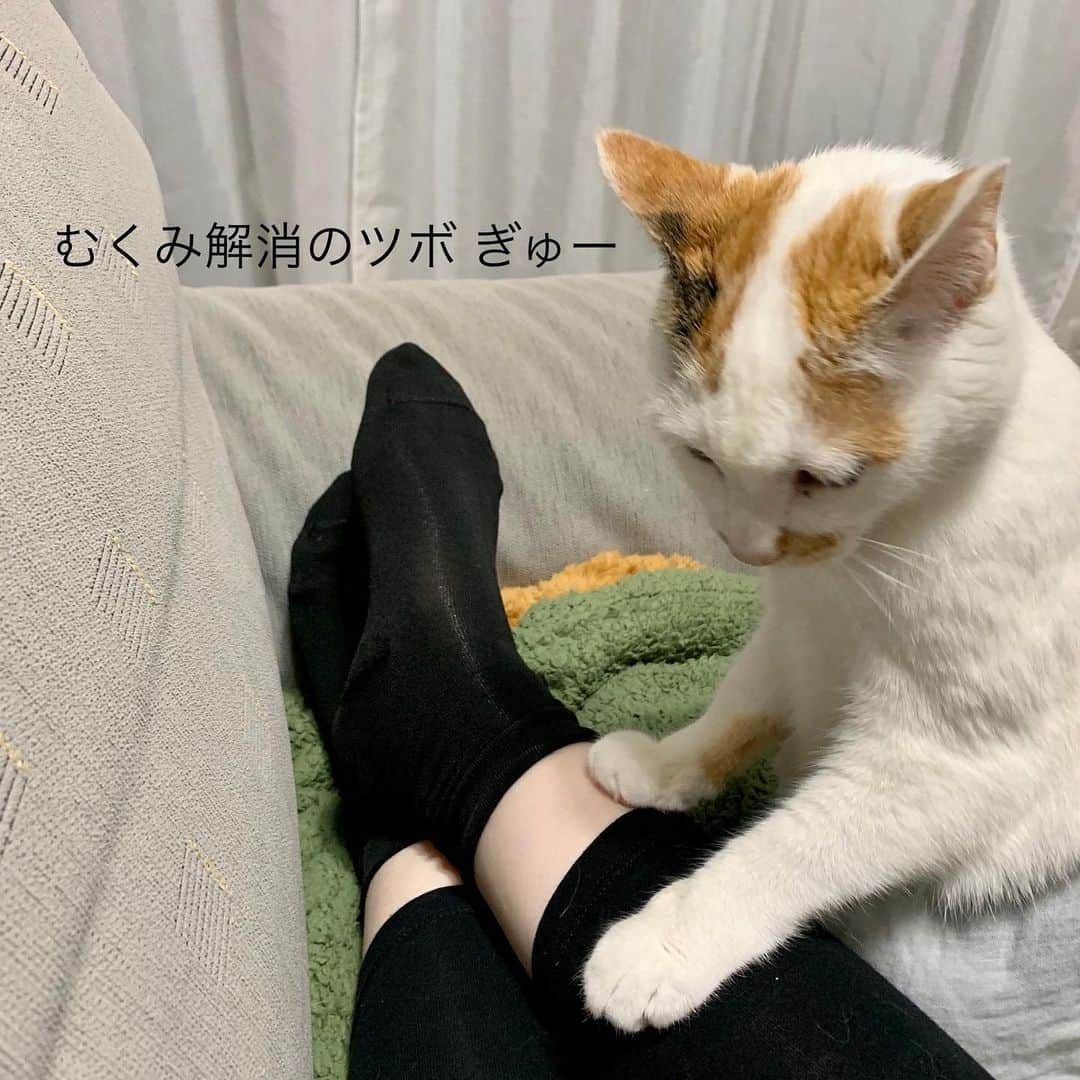 マルさんのインスタグラム写真 - (マルInstagram)「₍^·͈༝·͈^ฅ 指圧の心は母心…  パンパン浮腫み足をマッサーちゅ〜 てか、「サリーちゃんの足」だわ と、マルココロの声 (お若い方は検索ね😝) . 気になってた(猫の毛がつきにくい靴下)履いてみたよ。面倒くさがりなワタシには 足裏 気にしなくていいから楽だわぁ😁 . . #猫壱#靴下#Massage#リラクゼーション#スカートをはいた猫#猫との暮らし#猫#cat#三毛猫#にゃんだふるらいふ#にゃんすたぐらむ#ペコねこ部#cute #ねこら部#もふもふ#catloversclub#ilovepets#petstagram #catsofinstagram#ふわもこ部#猫がいて幸せ#ねこ部#pleasantcats#instagood #happycatclub#catismatic#thekittypost #cat_features#毛のつきにくい靴下」5月25日 9時59分 - maruruna