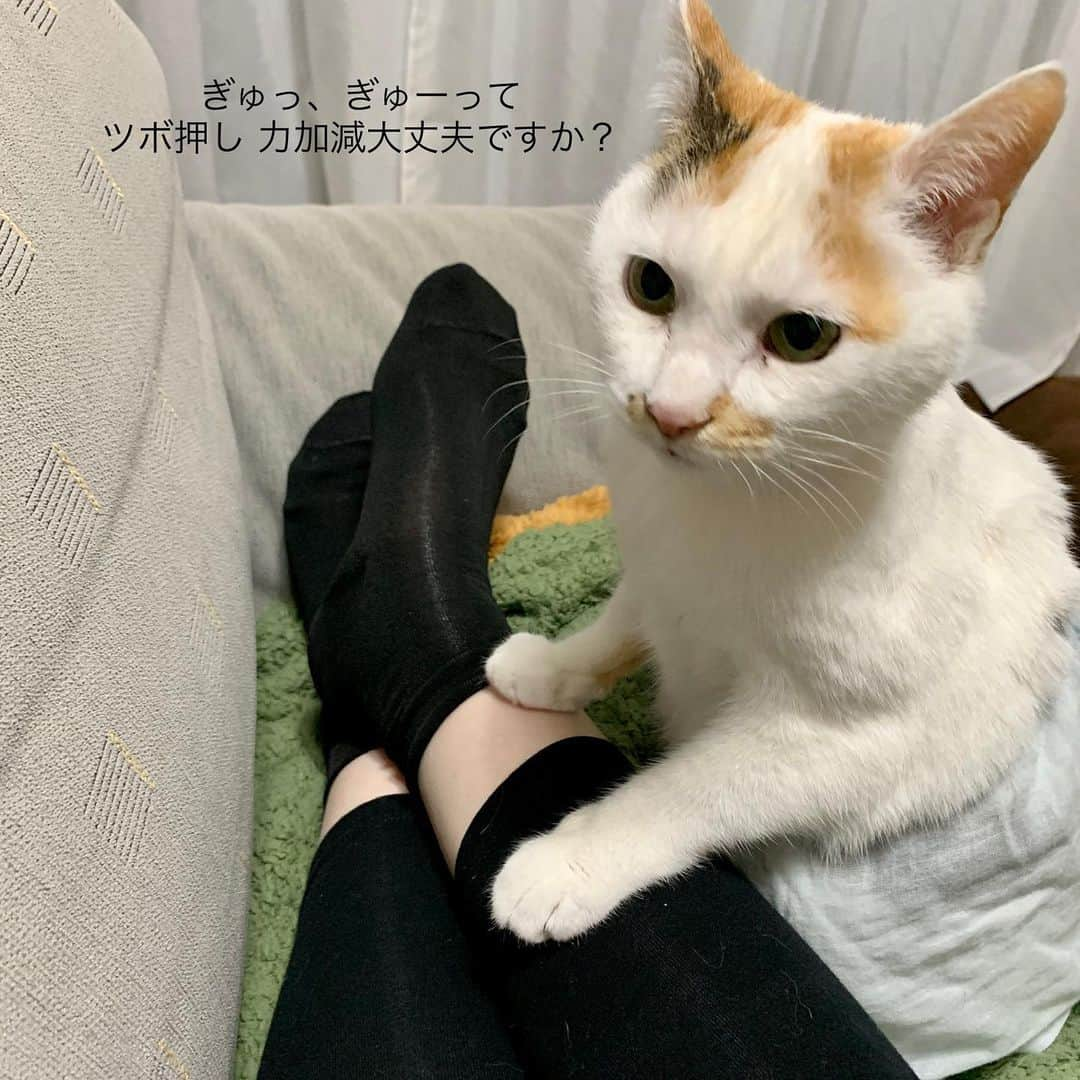 マルさんのインスタグラム写真 - (マルInstagram)「₍^·͈༝·͈^ฅ 指圧の心は母心…  パンパン浮腫み足をマッサーちゅ〜 てか、「サリーちゃんの足」だわ と、マルココロの声 (お若い方は検索ね😝) . 気になってた(猫の毛がつきにくい靴下)履いてみたよ。面倒くさがりなワタシには 足裏 気にしなくていいから楽だわぁ😁 . . #猫壱#靴下#Massage#リラクゼーション#スカートをはいた猫#猫との暮らし#猫#cat#三毛猫#にゃんだふるらいふ#にゃんすたぐらむ#ペコねこ部#cute #ねこら部#もふもふ#catloversclub#ilovepets#petstagram #catsofinstagram#ふわもこ部#猫がいて幸せ#ねこ部#pleasantcats#instagood #happycatclub#catismatic#thekittypost #cat_features#毛のつきにくい靴下」5月25日 9時59分 - maruruna