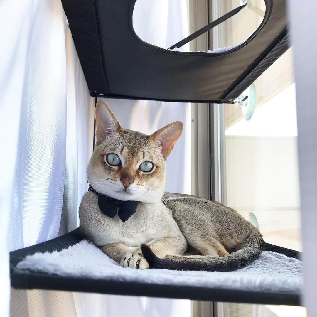 モルト♡Malt(Singapuracat)のインスタグラム：「おはよ🍃☀️ * 朝ごはん食べて日にゃたぼっこ😽」