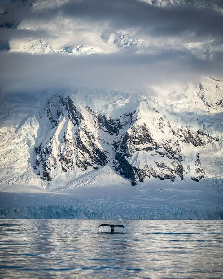 National Geographic Travelさんのインスタグラム写真 - (National Geographic TravelInstagram)「Photo by @Kahliaprilphoto | This shot perfectly represents Antarctica for me. 5 hours of zodiac cruising through the calm waters of Charlotte Bay, surrounded by icebergs, seals, whales, towering peaks and some of the best light I've ever seen. Here, a humpback whale shows off her fluke against a dramatic background of mountains and ice.」5月25日 10時04分 - natgeotravel